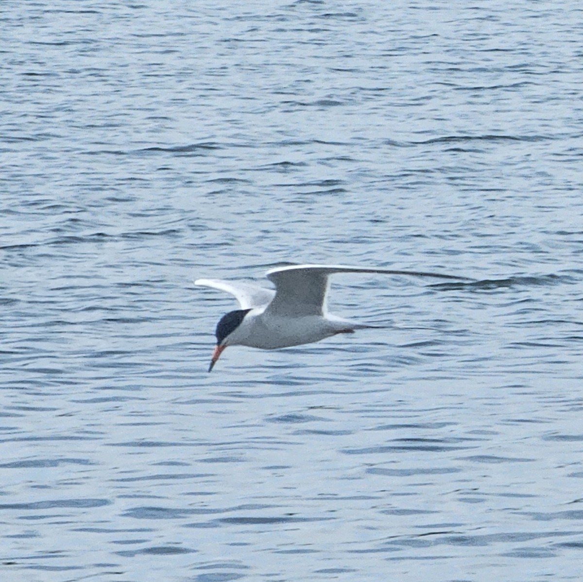 Forster's Tern - Graeme Hinde