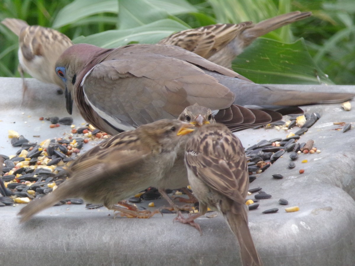 House Sparrow - Texas Bird Family