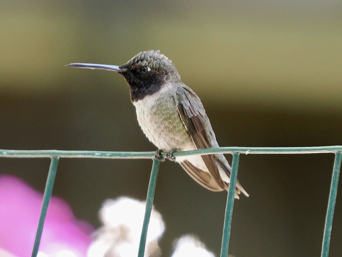 Black-chinned Hummingbird - Rishab Ghosh