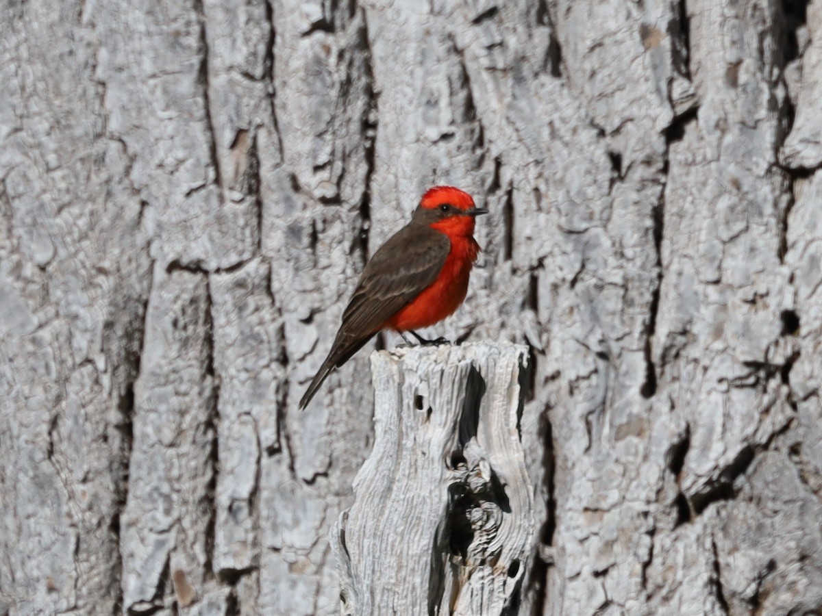 Vermilion Flycatcher - Michelle Rucker