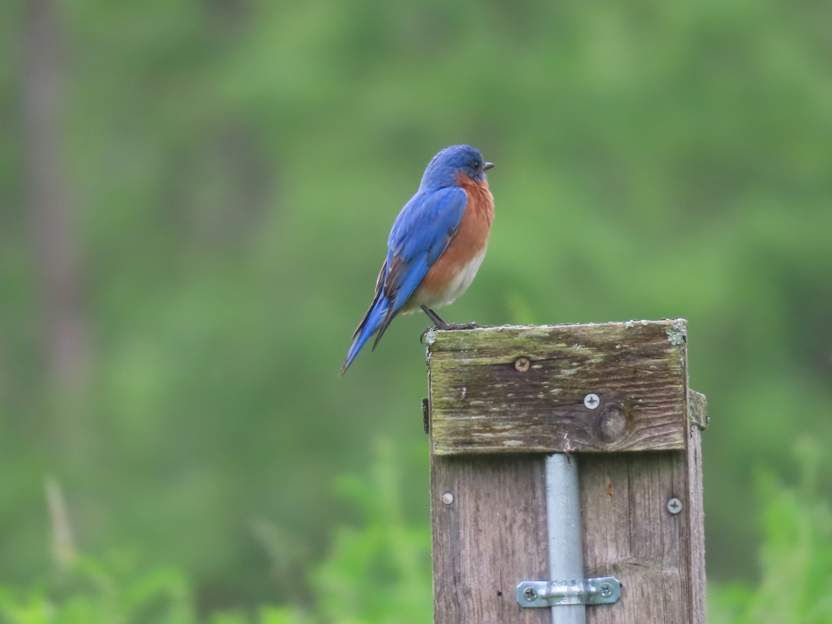 Eastern Bluebird - Sandy Morrissey