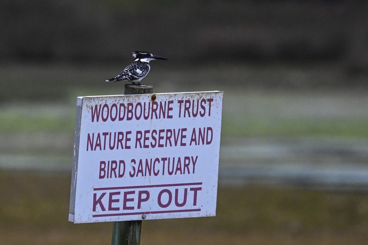 Pied Kingfisher - ML619634468