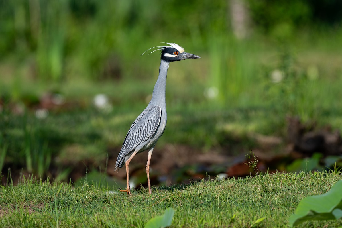 Yellow-crowned Night Heron - Aaron Kaslow