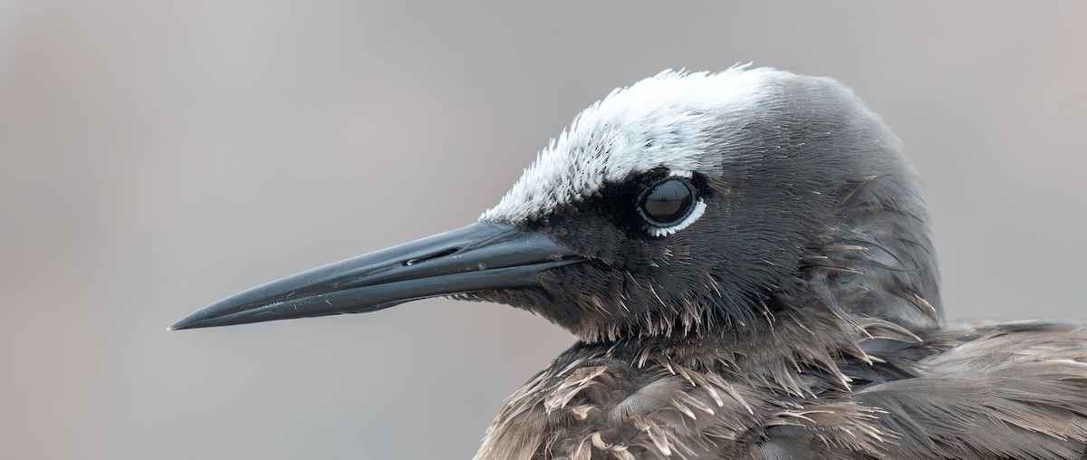 Black Noddy - Simon Kiacz