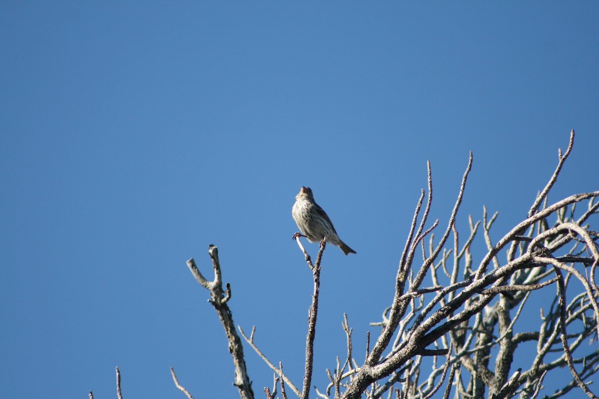 Cassin's Finch - Aidan Cullen