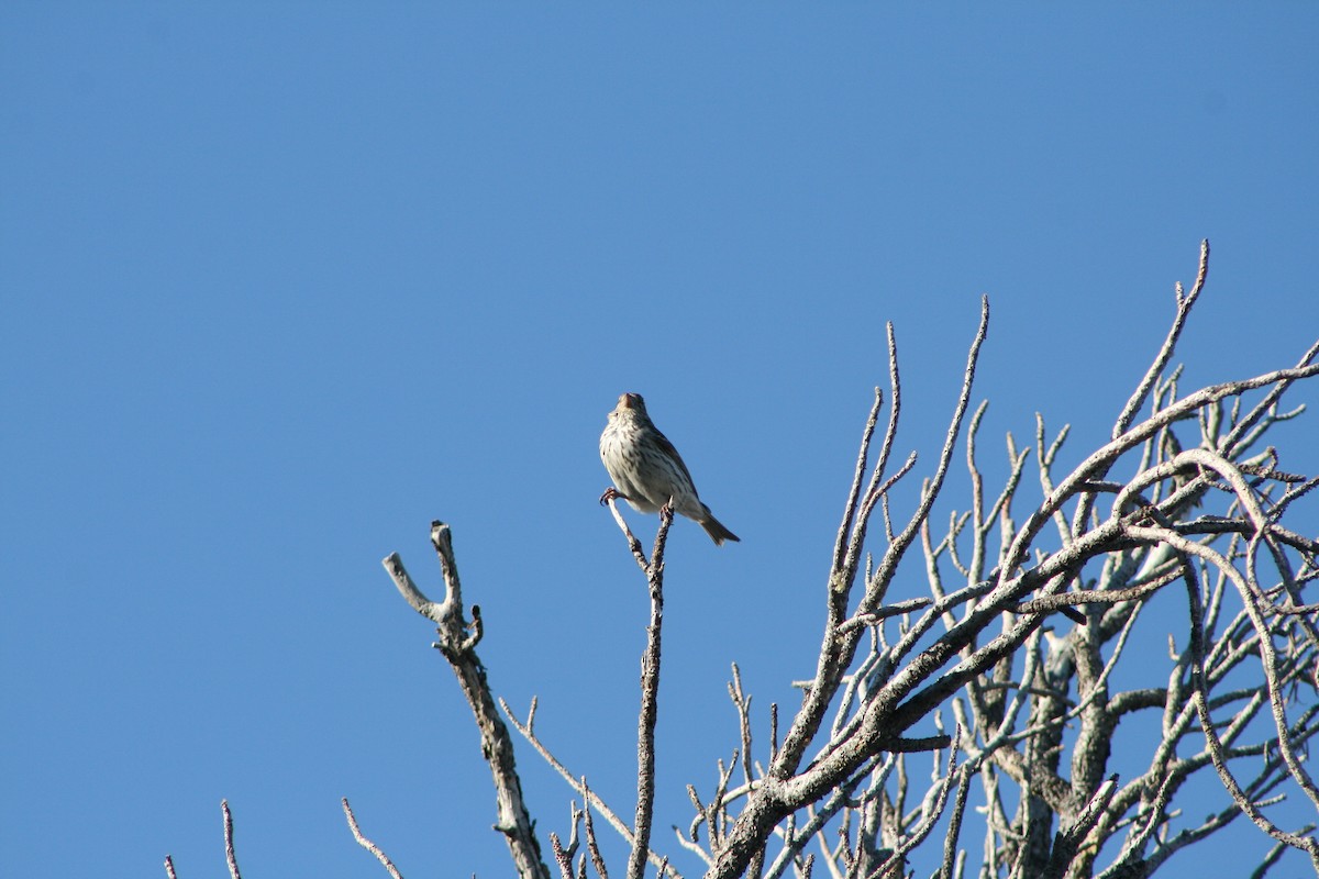 Cassin's Finch - Aidan Cullen