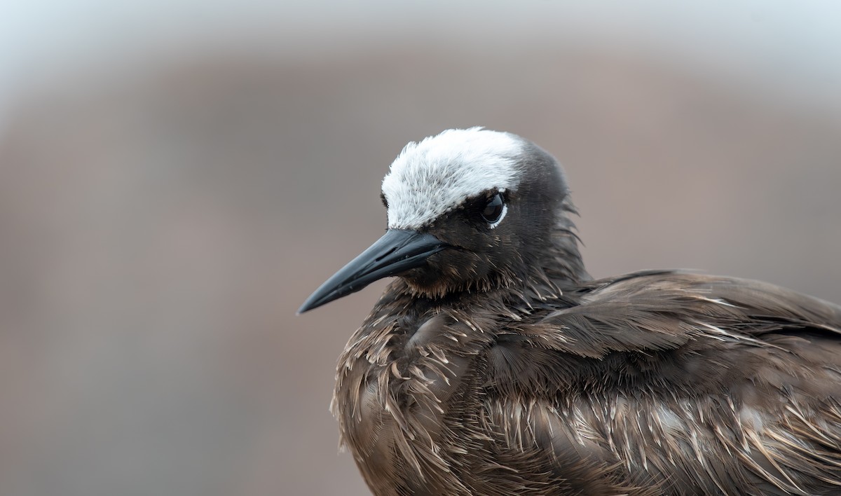 Black Noddy - ML619634482