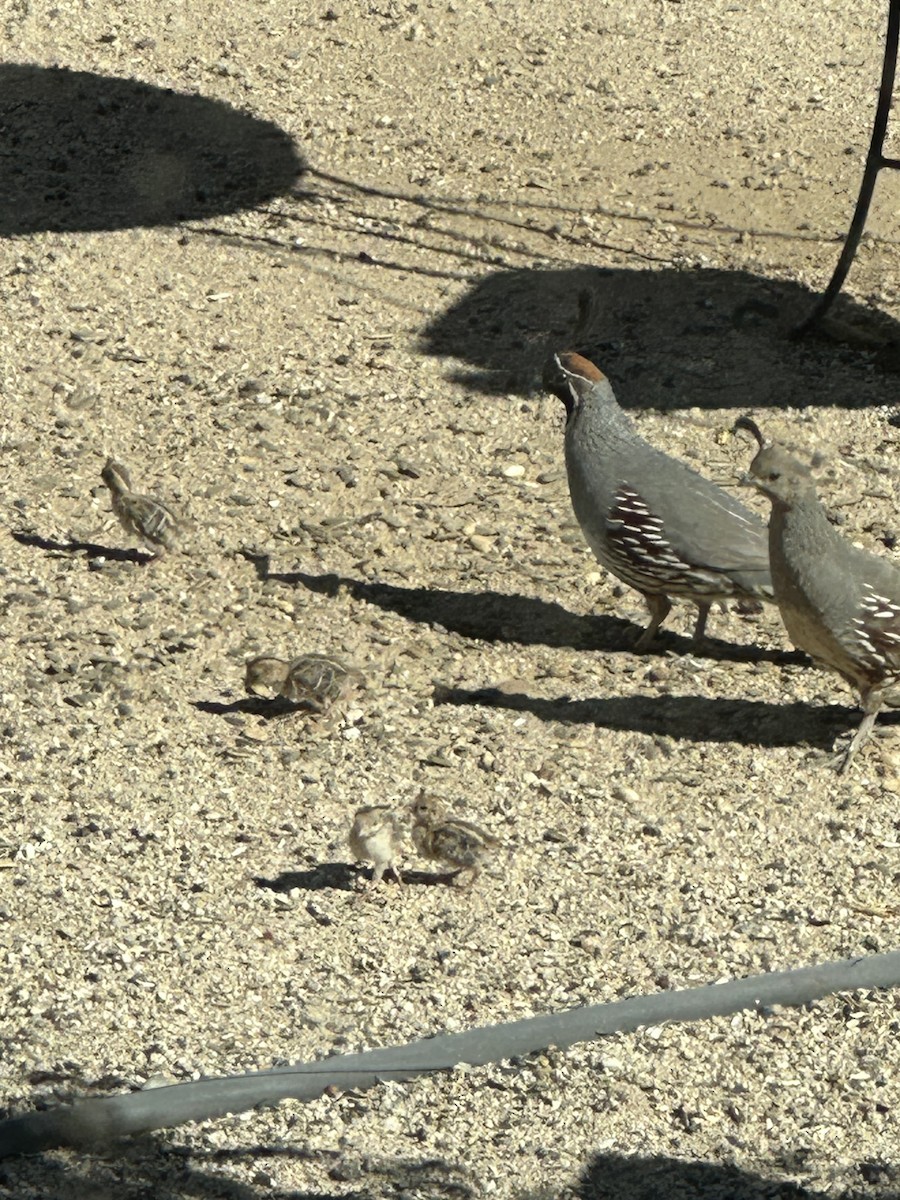 Gambel's Quail - Jean Seymour