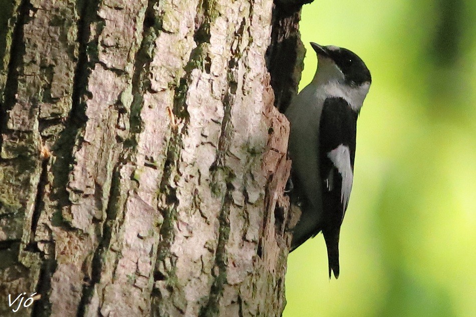 Collared Flycatcher - Lluís Vilamajó