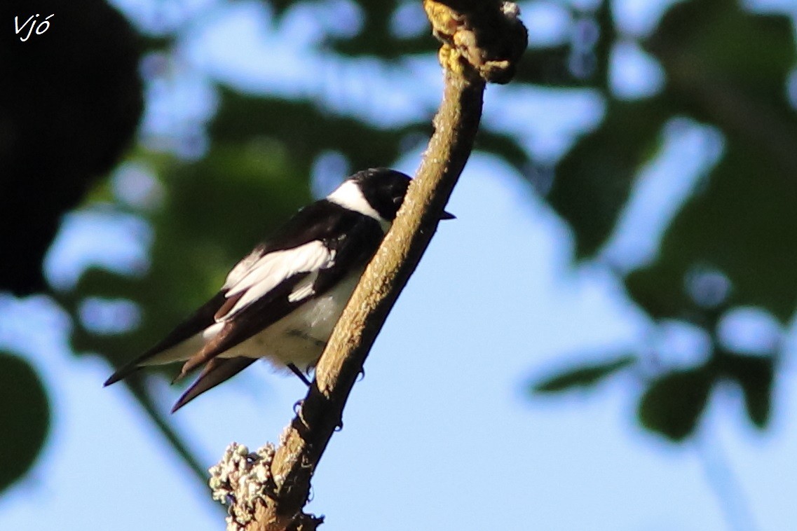 Collared Flycatcher - Lluís Vilamajó