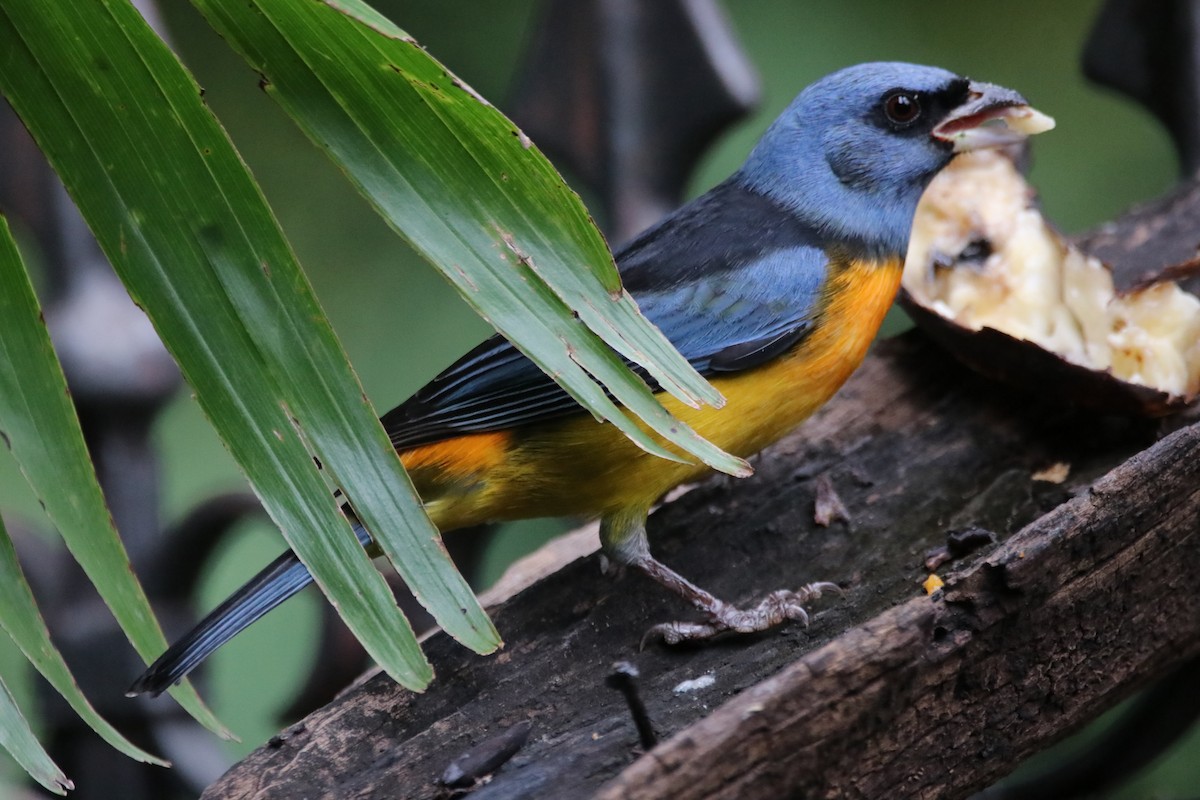 Blue-and-yellow Tanager - Haydee Cabassi