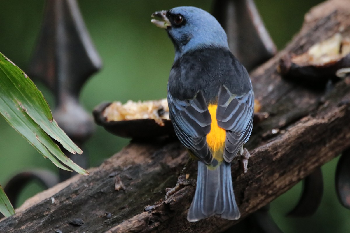 Blue-and-yellow Tanager - Haydee Cabassi