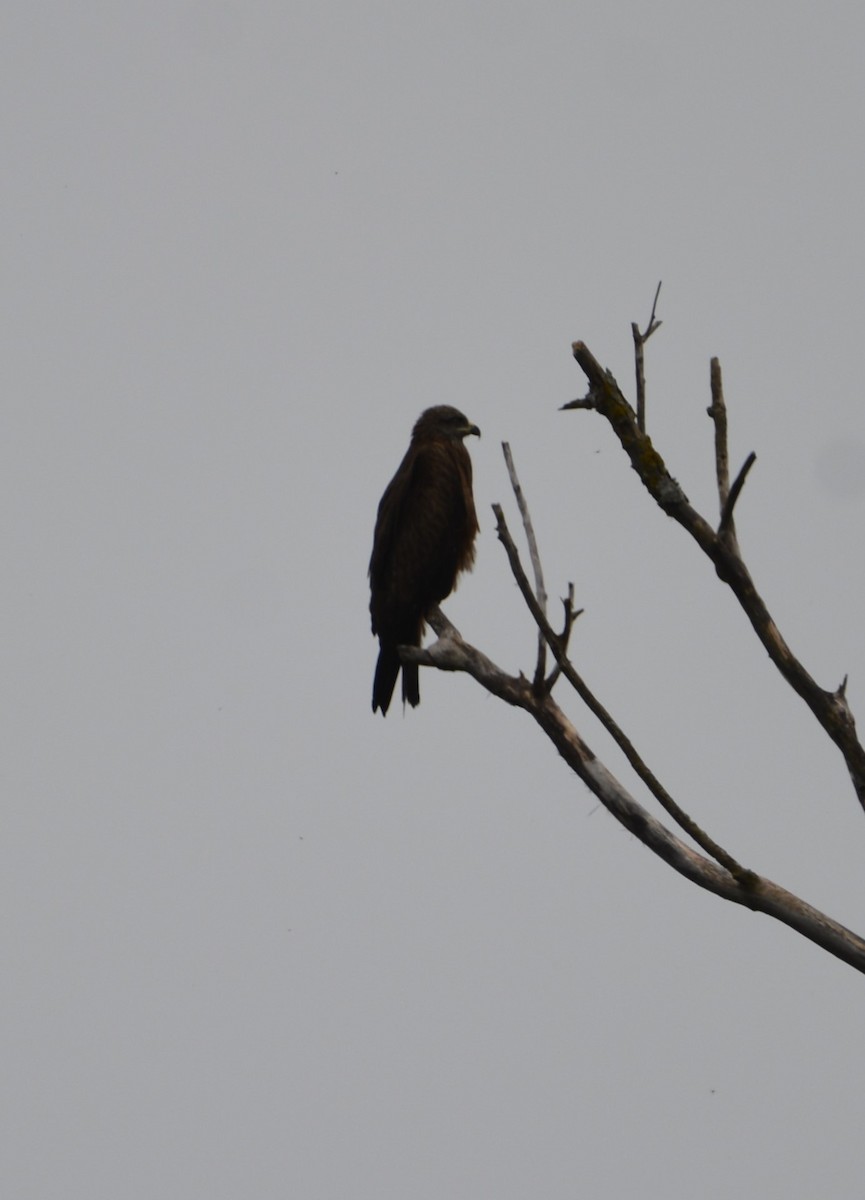 Black Kite - ML619634510