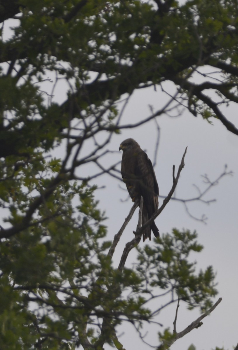 Black Kite - Dominique Blanc