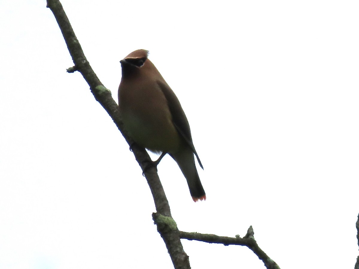 Cedar Waxwing - Sandy Morrissey