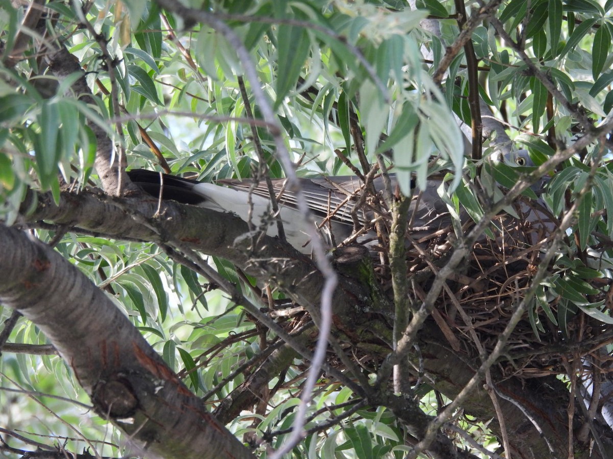 Common Wood-Pigeon - Zuzana Kobesova