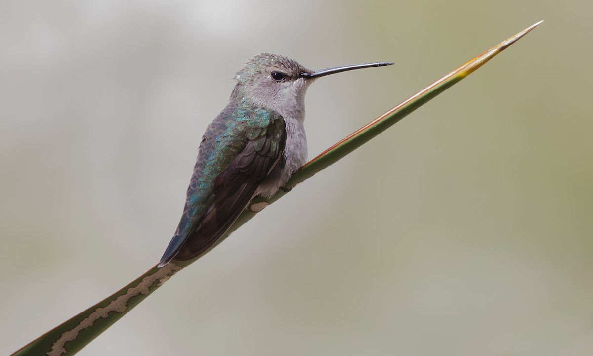 Black-chinned Hummingbird - ML619634527