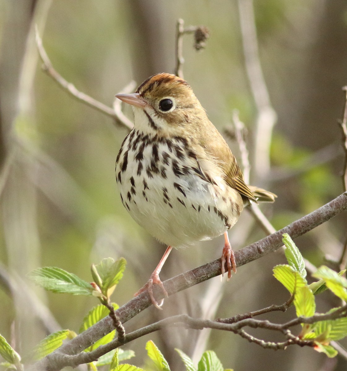 Ovenbird - Randolph White 🦅