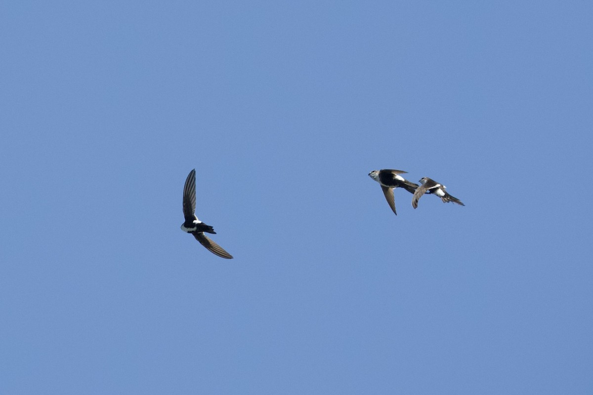 White-throated Swift - Mark Elness