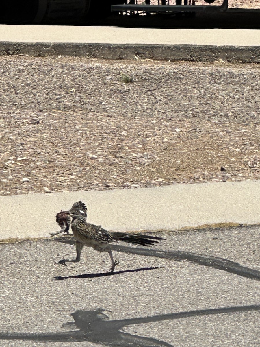 Greater Roadrunner - Jean Seymour