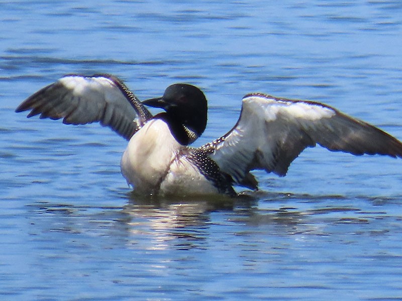 Common Loon - Karen Lebing