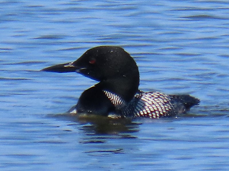 Common Loon - Karen Lebing