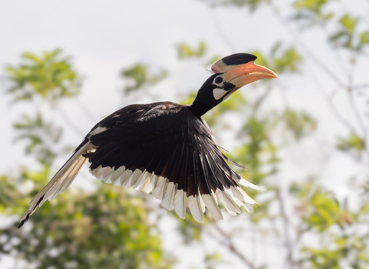 Malabar Pied-Hornbill - Lars Petersson | My World of Bird Photography