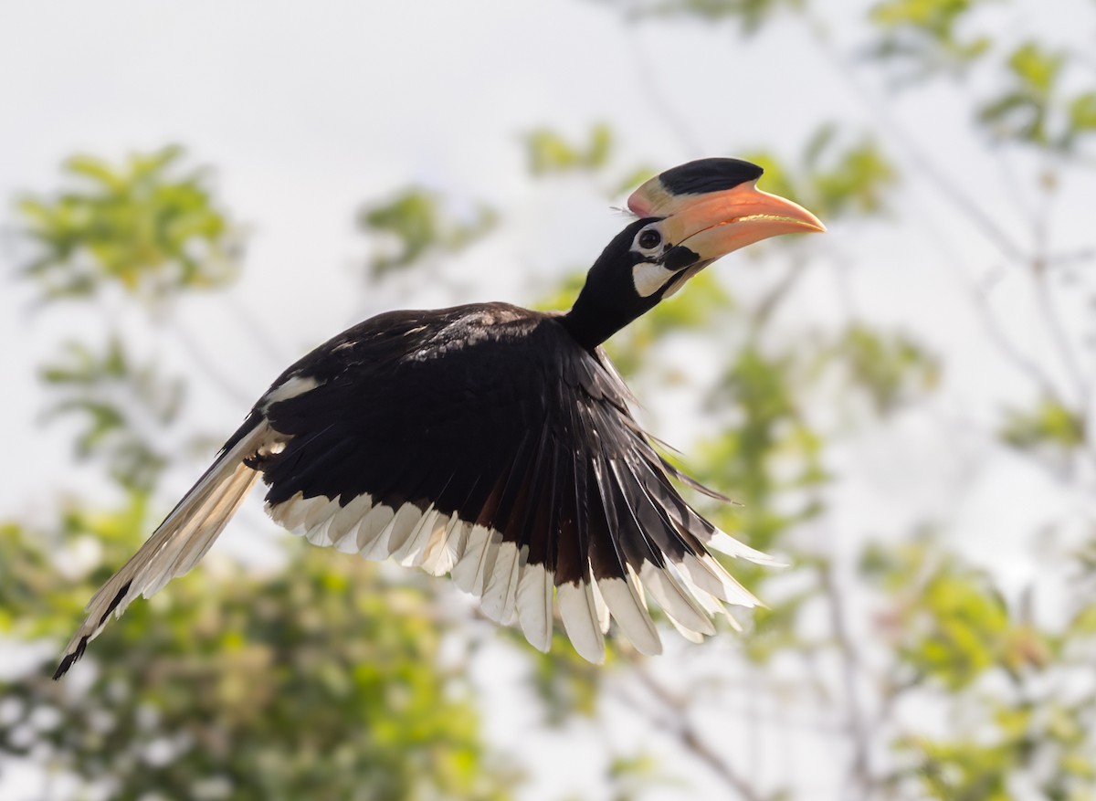 Malabar Pied-Hornbill - ML619634549