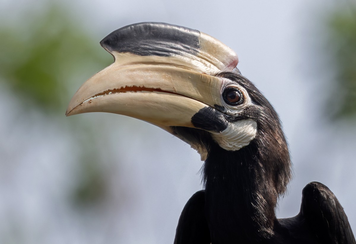 Malabar Pied-Hornbill - Lars Petersson | My World of Bird Photography