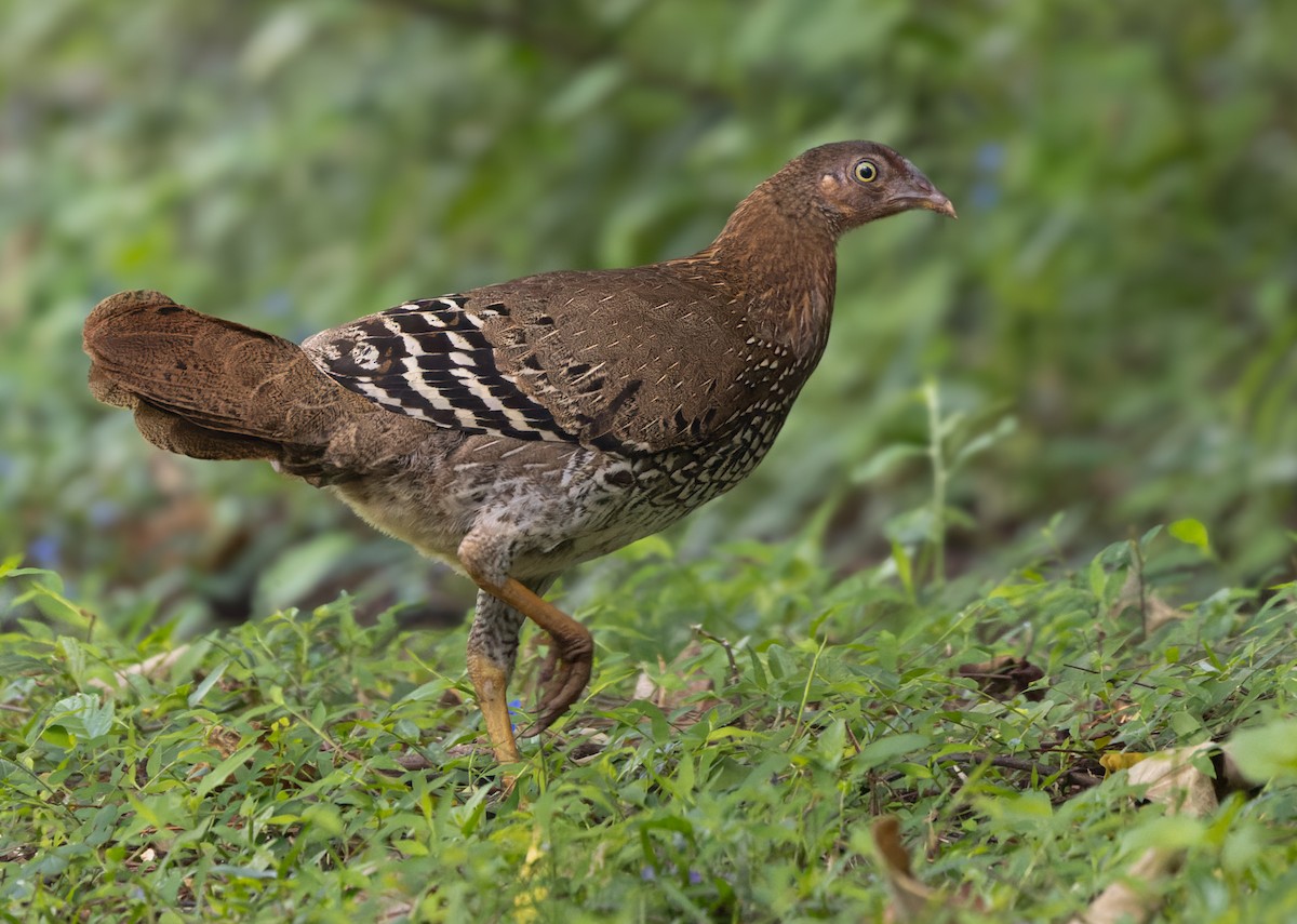 Sri Lanka Junglefowl - Lars Petersson | My World of Bird Photography