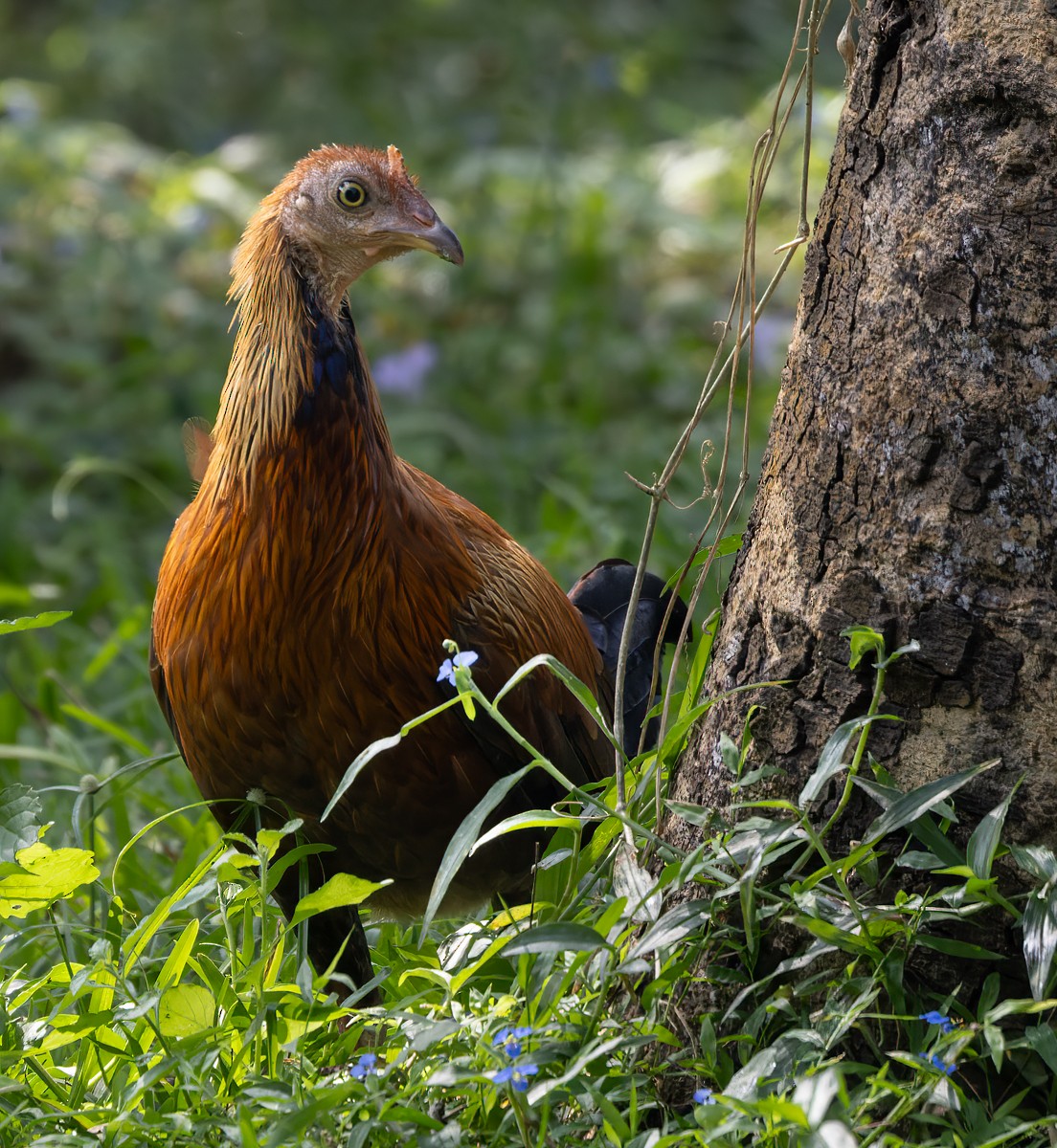 Sri Lanka Junglefowl - Lars Petersson | My World of Bird Photography