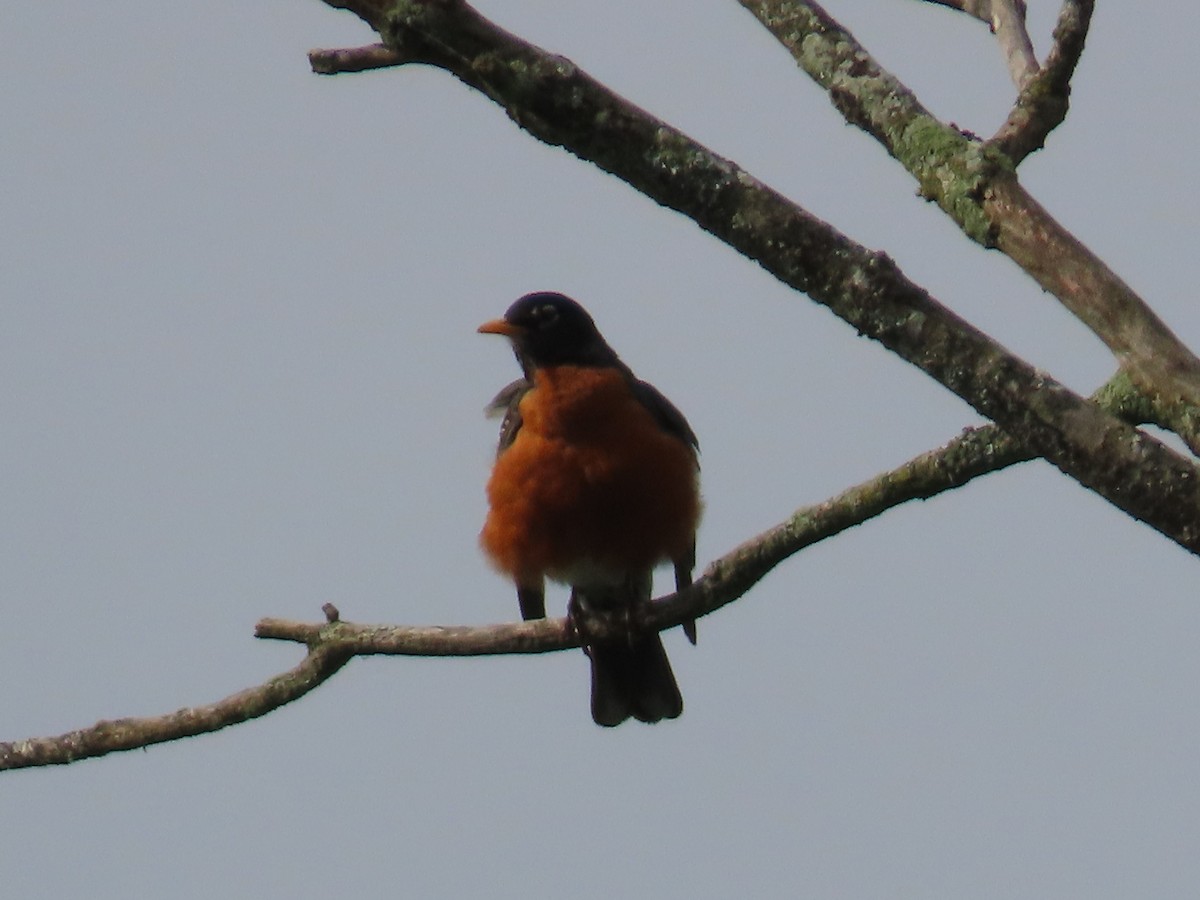 Baltimore Oriole - Sandy Morrissey