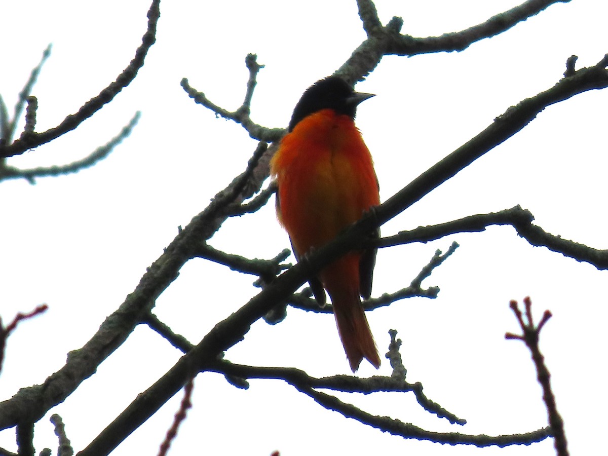 Baltimore Oriole - Sandy Morrissey