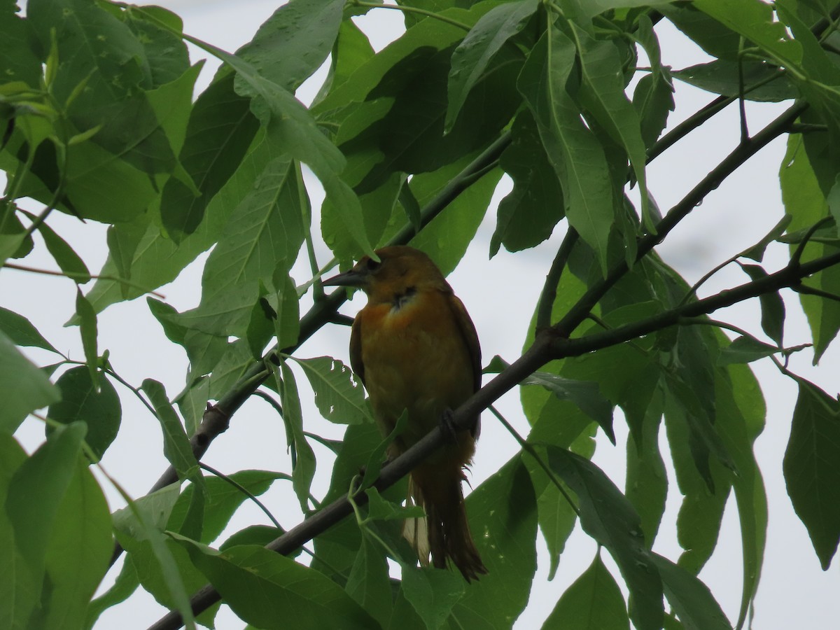 Baltimore Oriole - Sandy Morrissey