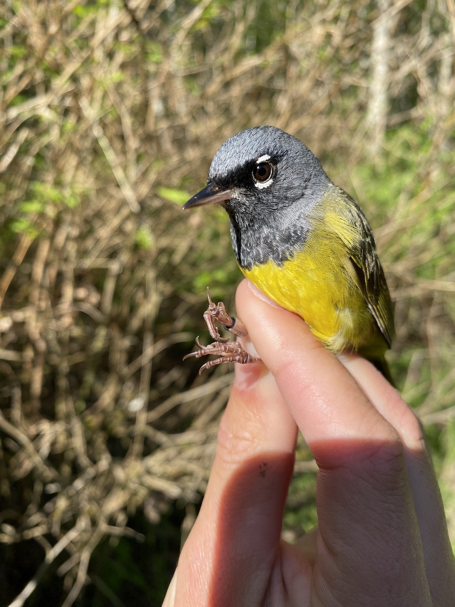 MacGillivray's Warbler - Danielle Lacasse