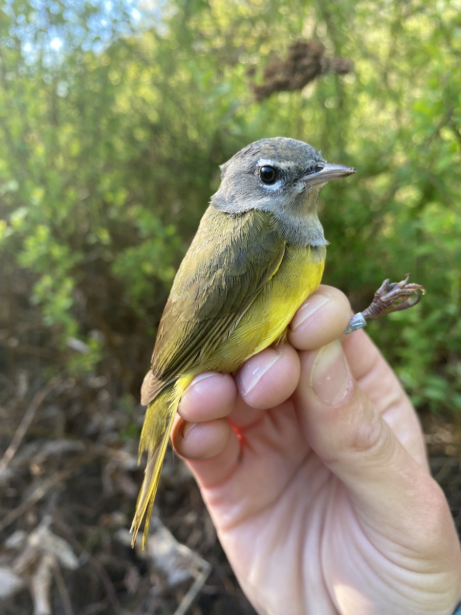 MacGillivray's Warbler - Danielle Lacasse