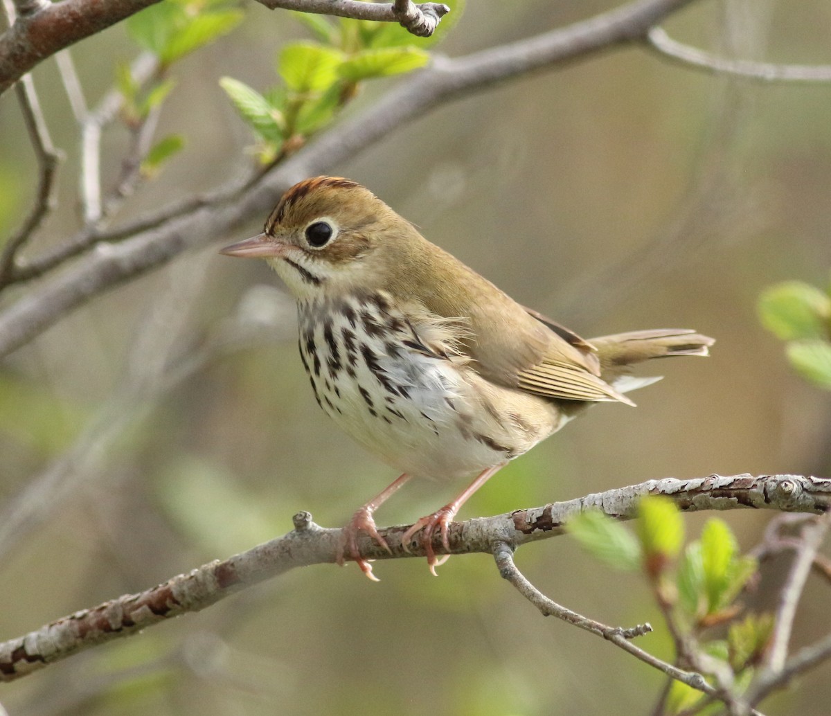 Ovenbird - Randolph White 🦅