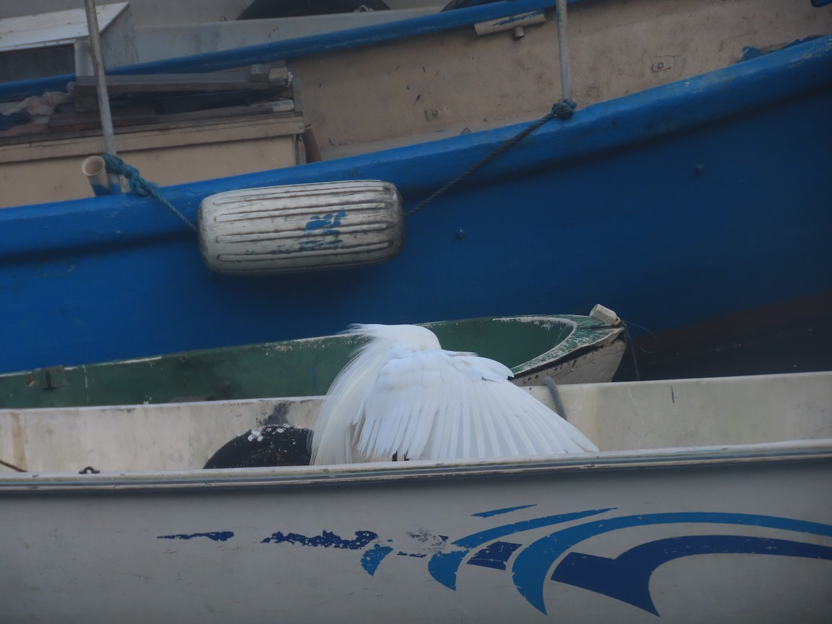 Great Egret - Joelma Mesquita