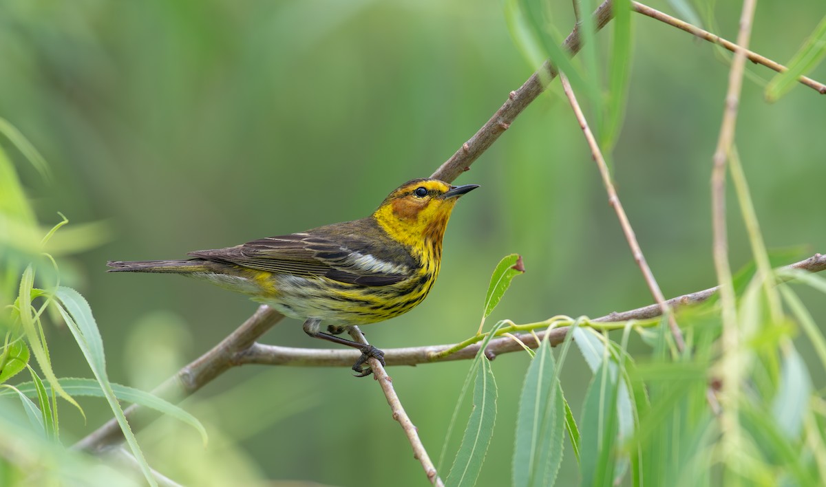 Cape May Warbler - Simon Kiacz