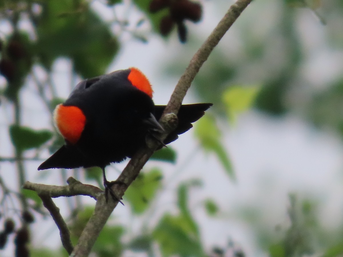 Red-winged Blackbird - Sandy Morrissey