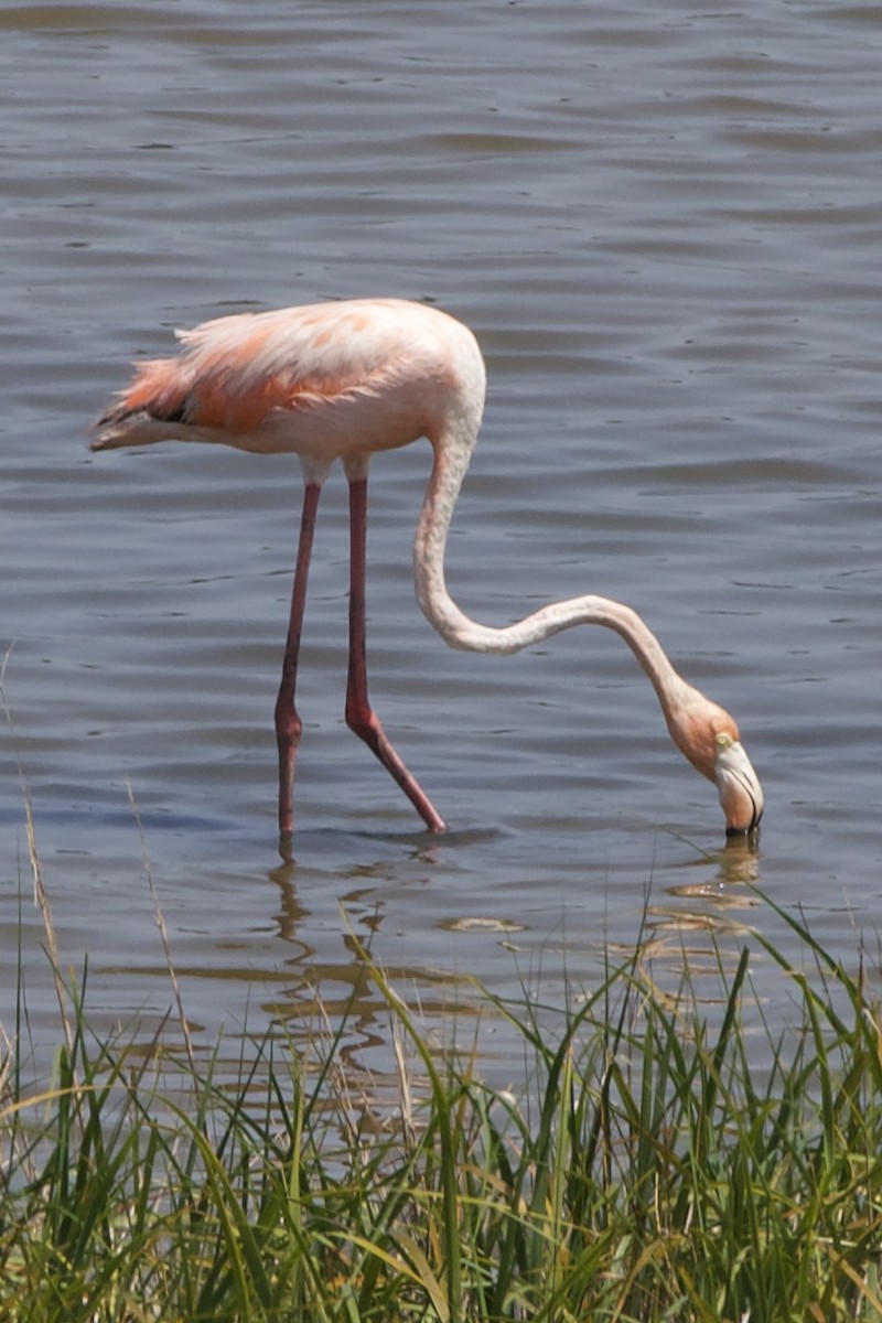 American Flamingo - Eliot VanOtteren