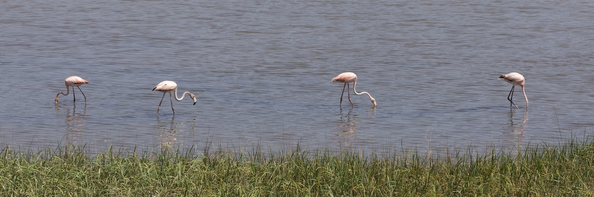 American Flamingo - Eliot VanOtteren