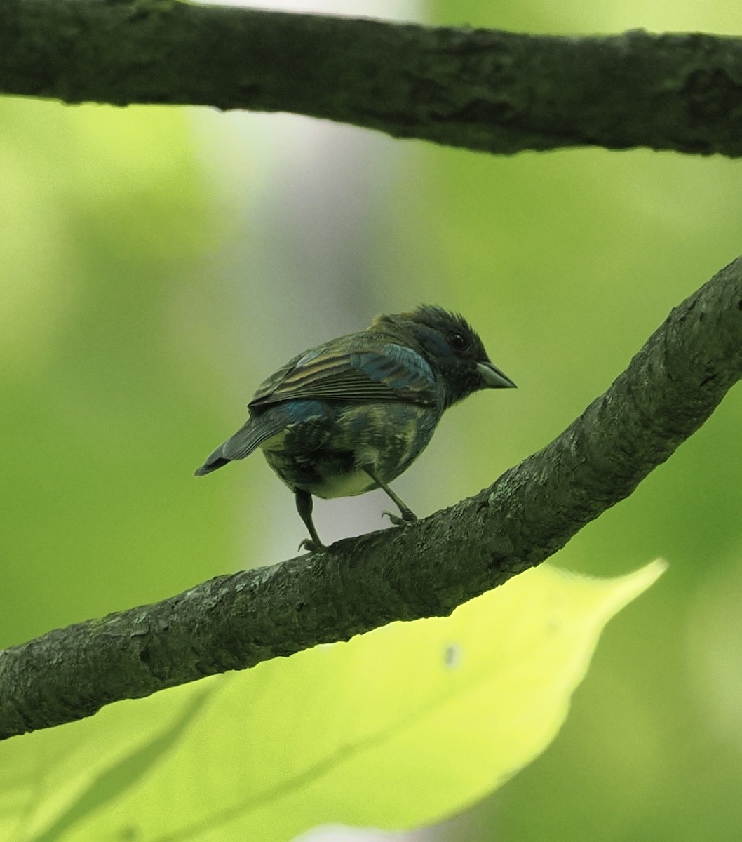 Indigo Bunting - ML619634584