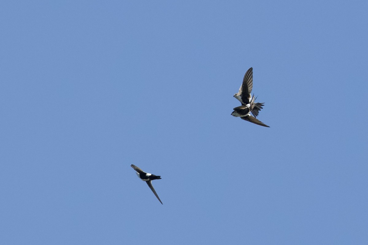 White-throated Swift - Mark Elness