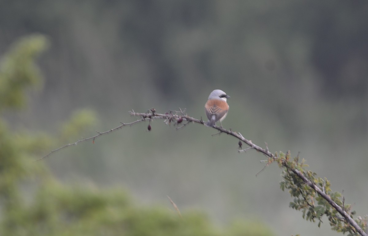 Red-backed Shrike - ML619634595