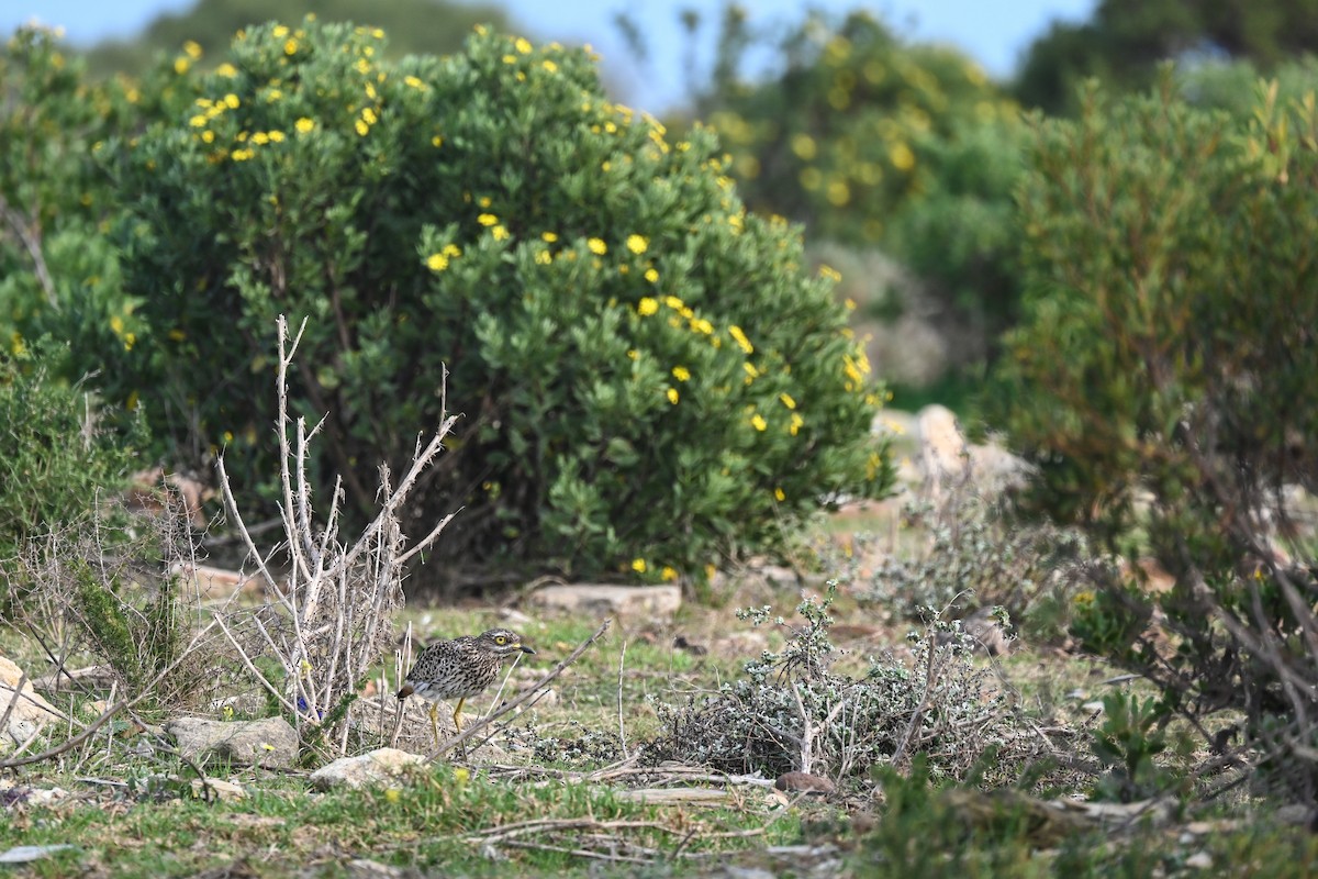 Spotted Thick-knee - ML619634596