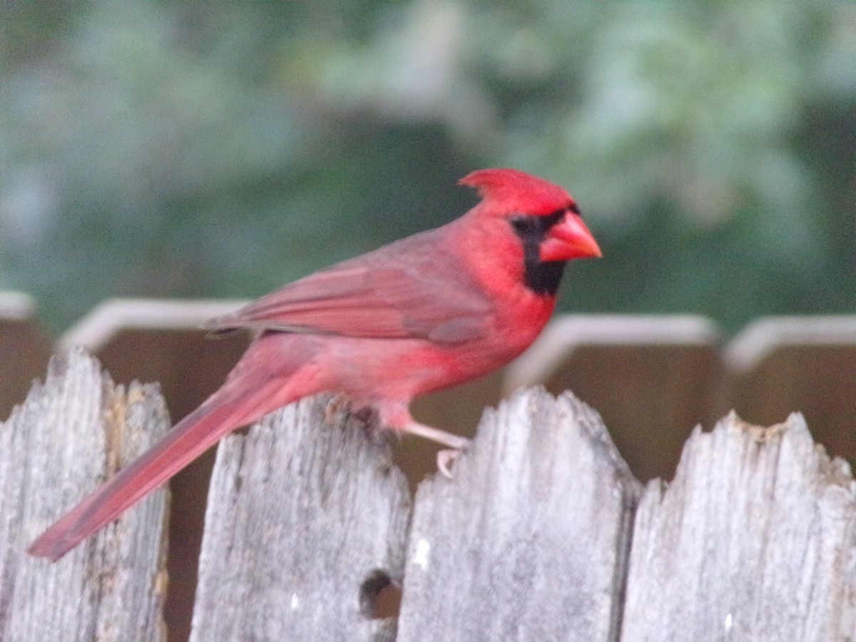 Northern Cardinal - Texas Bird Family