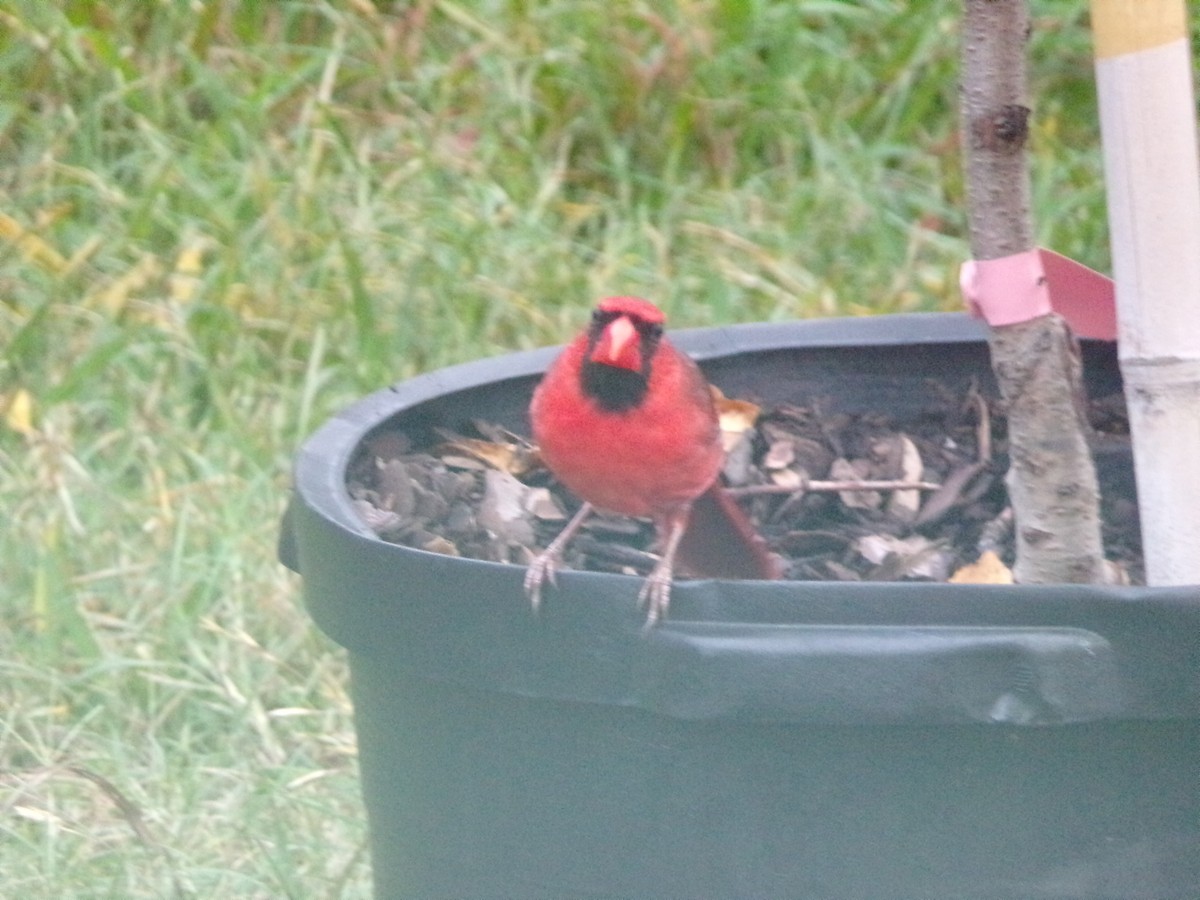 Northern Cardinal - Texas Bird Family