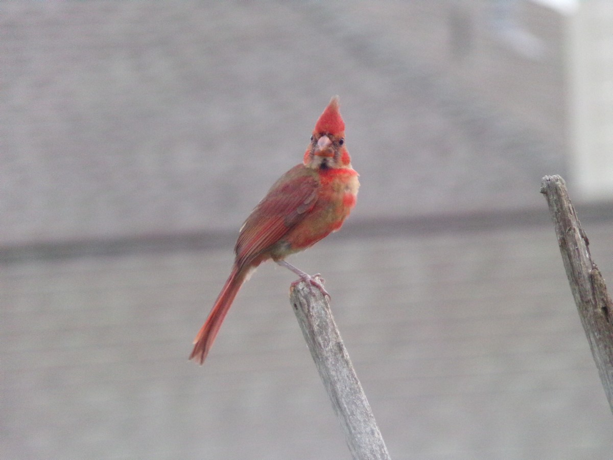 Northern Cardinal - Texas Bird Family