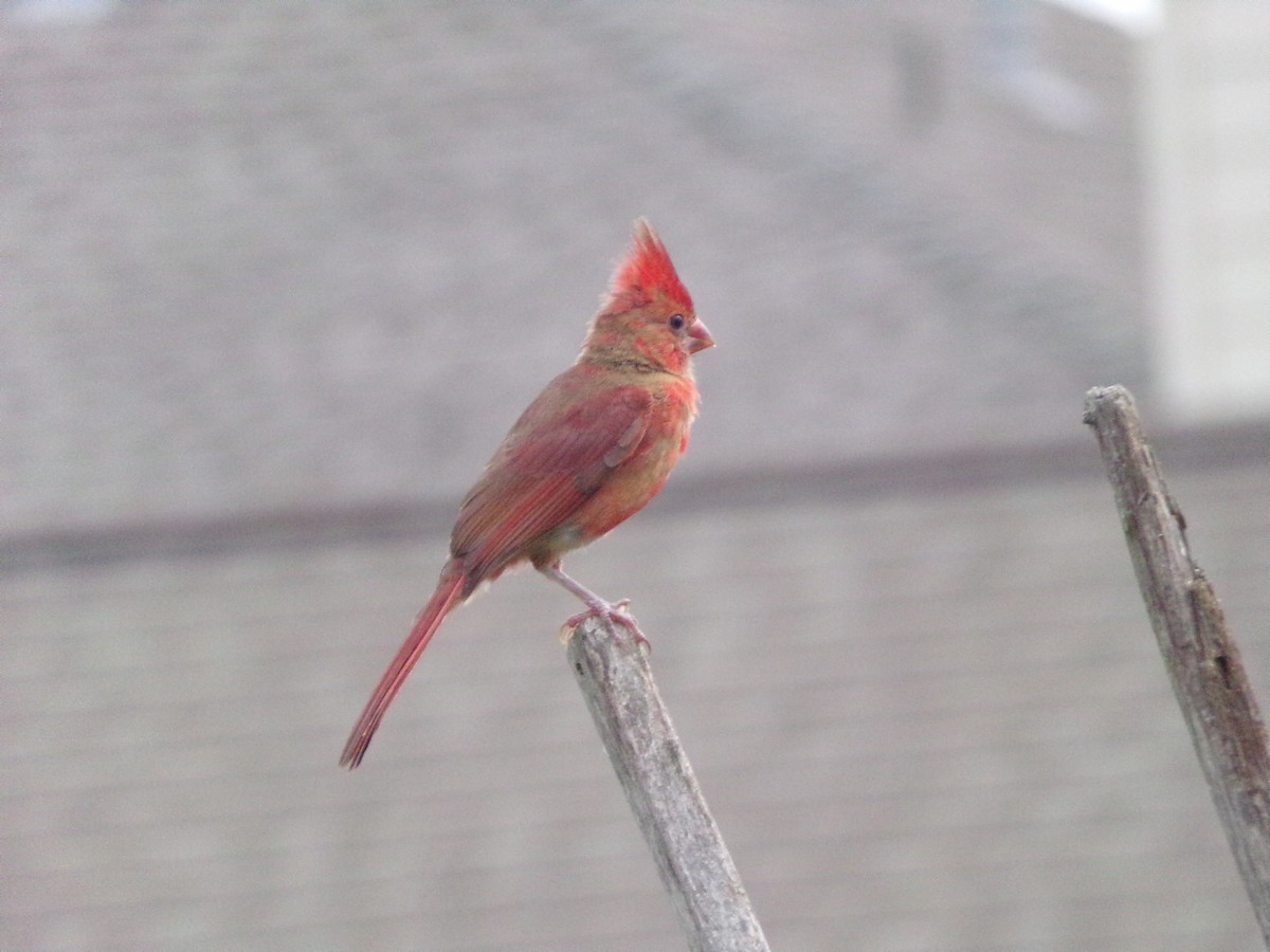 Northern Cardinal - Texas Bird Family